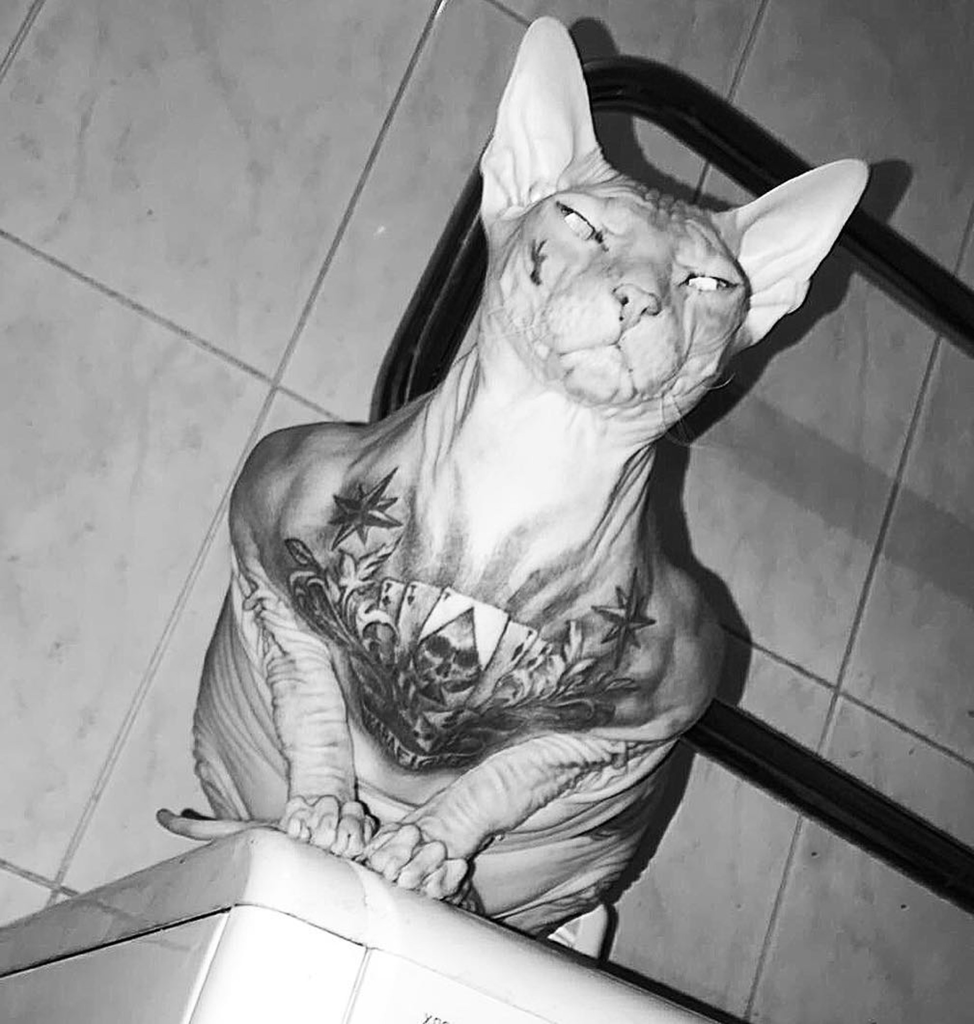 MMA Fighter Loses His Heavily-Tattooed Sphynx Cat.