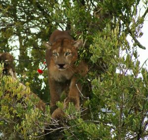 Read more about the article Fearsome Puma Rescued From A Tree Over Lake