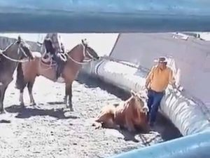 Read more about the article Collapsed Cow Zapped During Cruel Chilean Rodeo