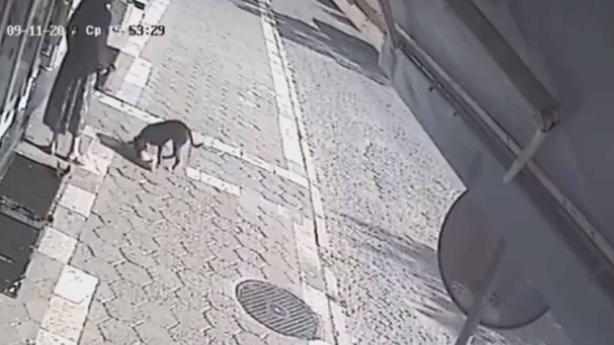 Read more about the article Pit Bull Mauls Stray Cat To Death As Owner Watches On