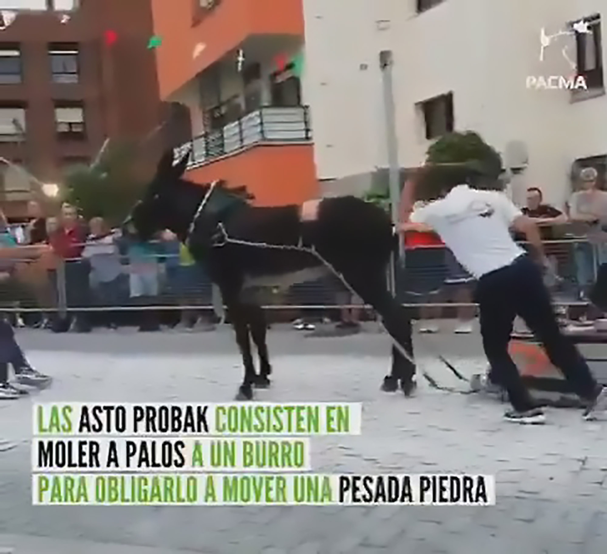 Read more about the article Donkey Whipped With Heavy Weight At Cruel Spain Festival