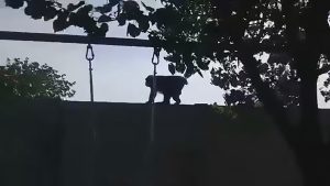 Read more about the article Romanian Cops Capture Escaped Monkey After 24 Hours