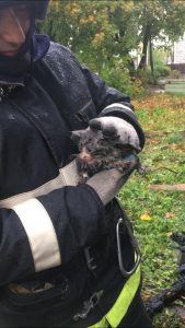 Read more about the article Firefighters Rescue Tiny Kitten From House Blaze Rubble
