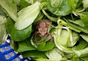 Read more about the article Dad Finds Live Frog in Fresh Salad From Aldi Supermarket