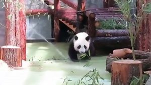 Read more about the article Frisky Zoo Panda Bear Plays With Water And Climbs Tree