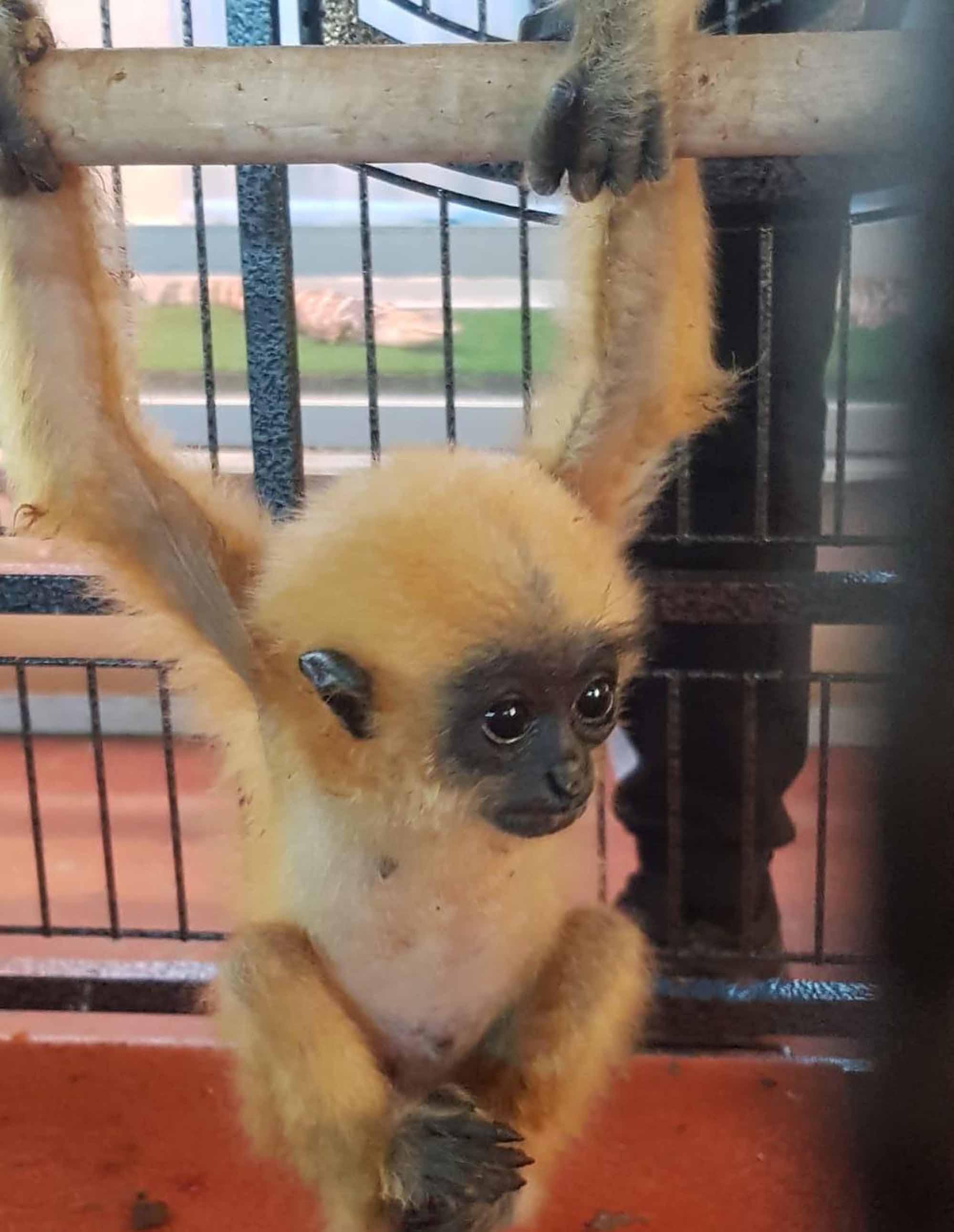 Read more about the article Cruel Smugglers Wrap Cute Gibbon Babies In Plastic Bags