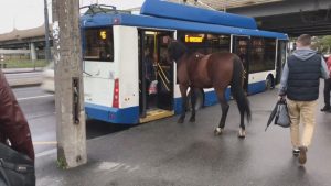 Read more about the article Horse Seen Trying To Catch Bus In Putins Hometown