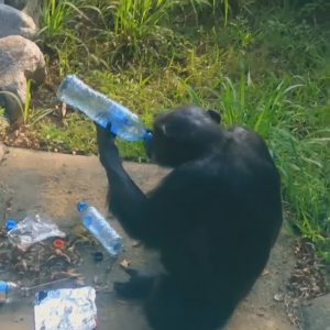 Read more about the article Outrage Over Zoo Chimp Drinking From Tossed Bottle