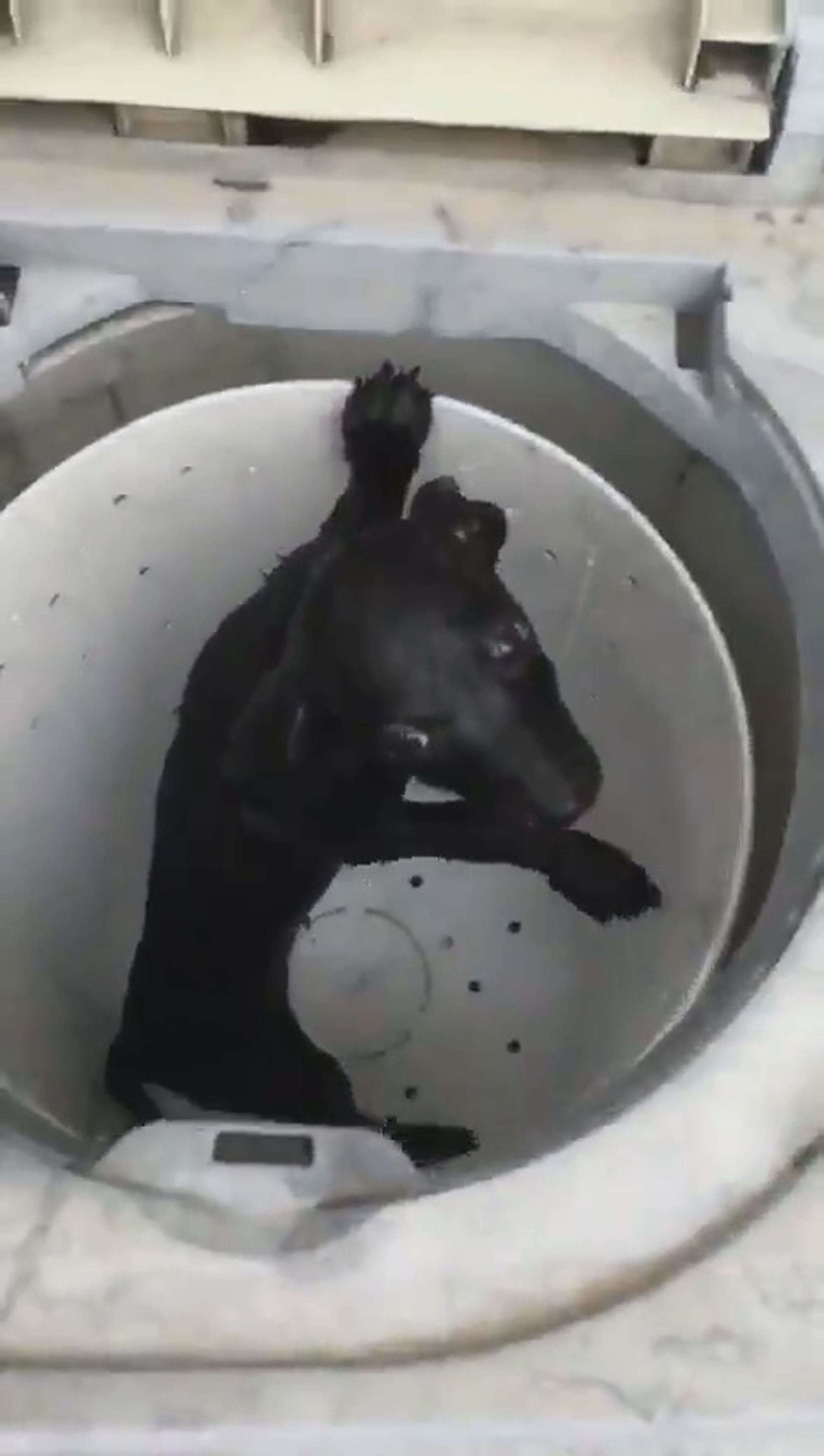 Read more about the article Boys Laugh As Puppy Spins In Washing Machine