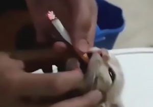 Read more about the article Sick Teens Force Helpless Kitten To Smoke Lit Cigarette