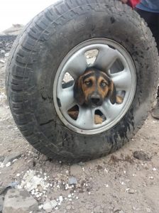 Read more about the article Puppy Saved After Trapping Head In Discarded Car Wheel
