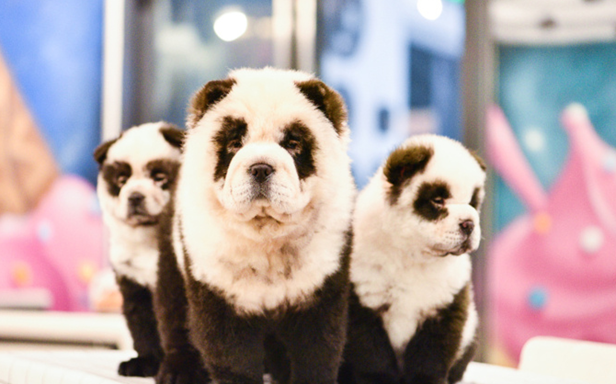 Read more about the article Fury As China Dog Owners Dye Pets To Look Like Pandas