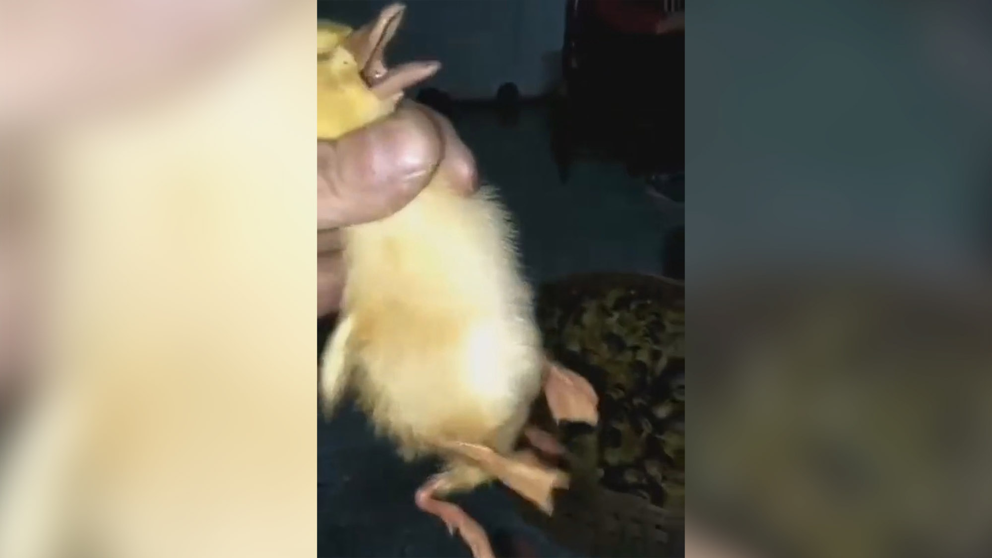Read more about the article Chirping Mutant Duckling Born With Four Feet