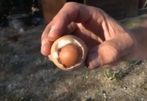 Read more about the article Turkish Hen Lays Weird Egg In An Egg