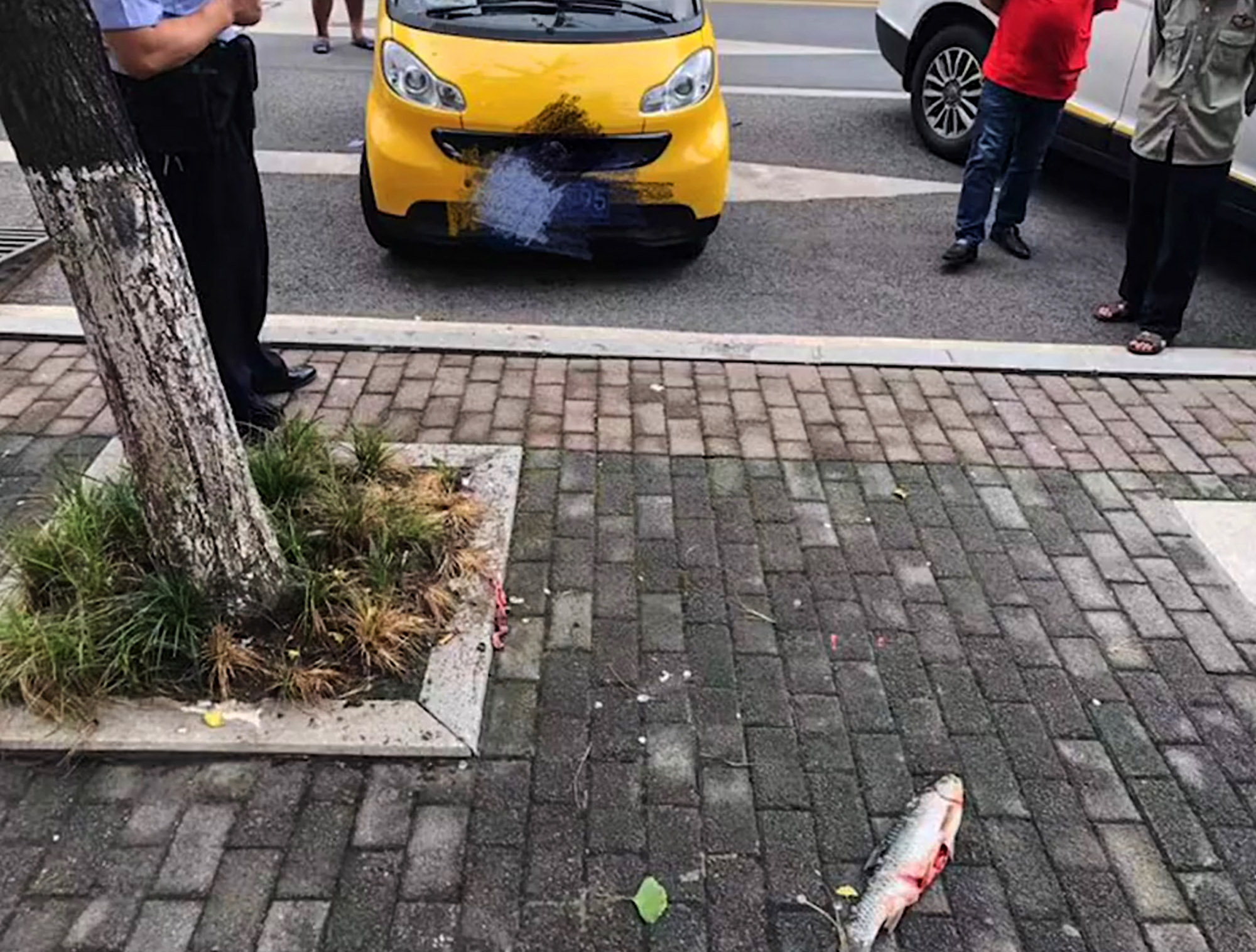 Read more about the article Cops Baffled By Mysterious Falling Fish From Sky