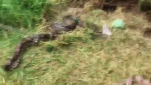 Read more about the article Huge Angry Python Found In Grass Lunges At Captors