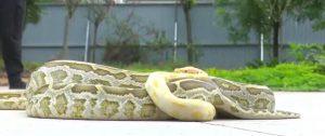 Read more about the article Owner Terrified As Pet Pythons Turn Into Huge Predators