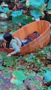 Read more about the article Hungry Woman Floats In Pond To Steal Edible Seeds