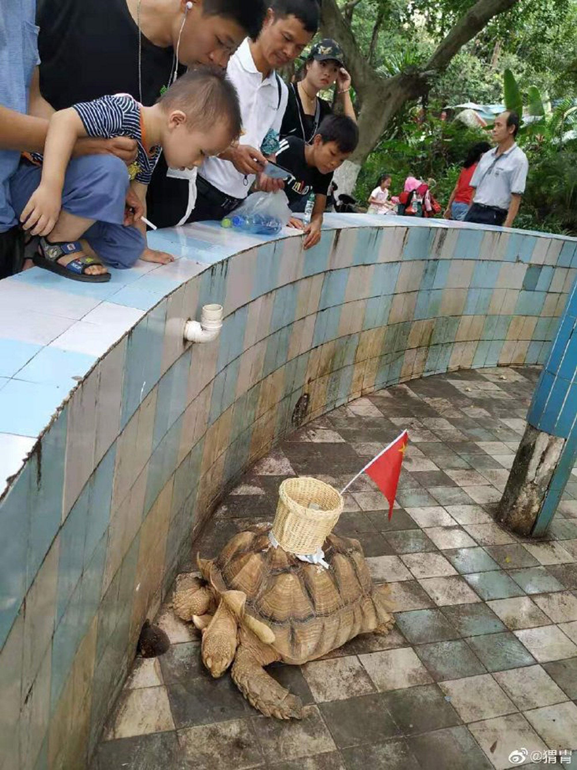 Read more about the article China Zoo Slammed For Sticking Pot On Tortoise For Coins