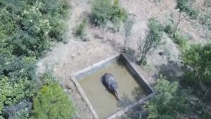 Read more about the article Thirsty Elephant Rescued After Becoming Stuck In Pond