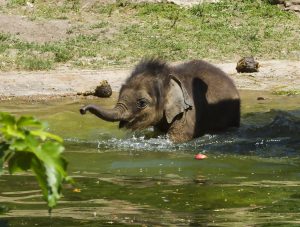 Read more about the article Adorable Baby Elephant Dies As Mum Refuses To Feed It