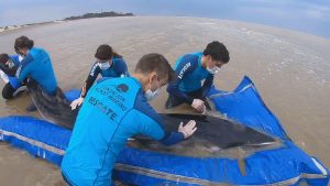 Read more about the article Stranded Whale Rescued After Tourist Saves The Day