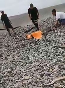 Read more about the article Man Catches Huge Crocodile On Beach With Bare Hands