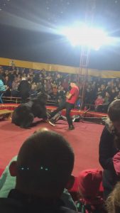 Read more about the article Circus Bear Attacks Trainer As Crowd Watch Sick Show