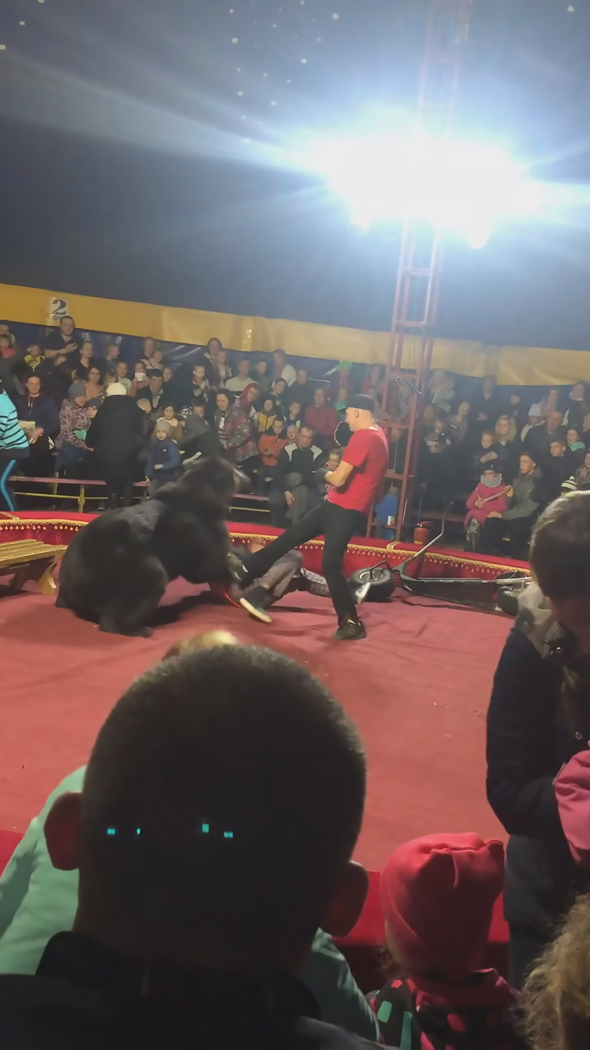 Read more about the article Circus Bear Attacks Trainer As Crowd Watch Sick Show