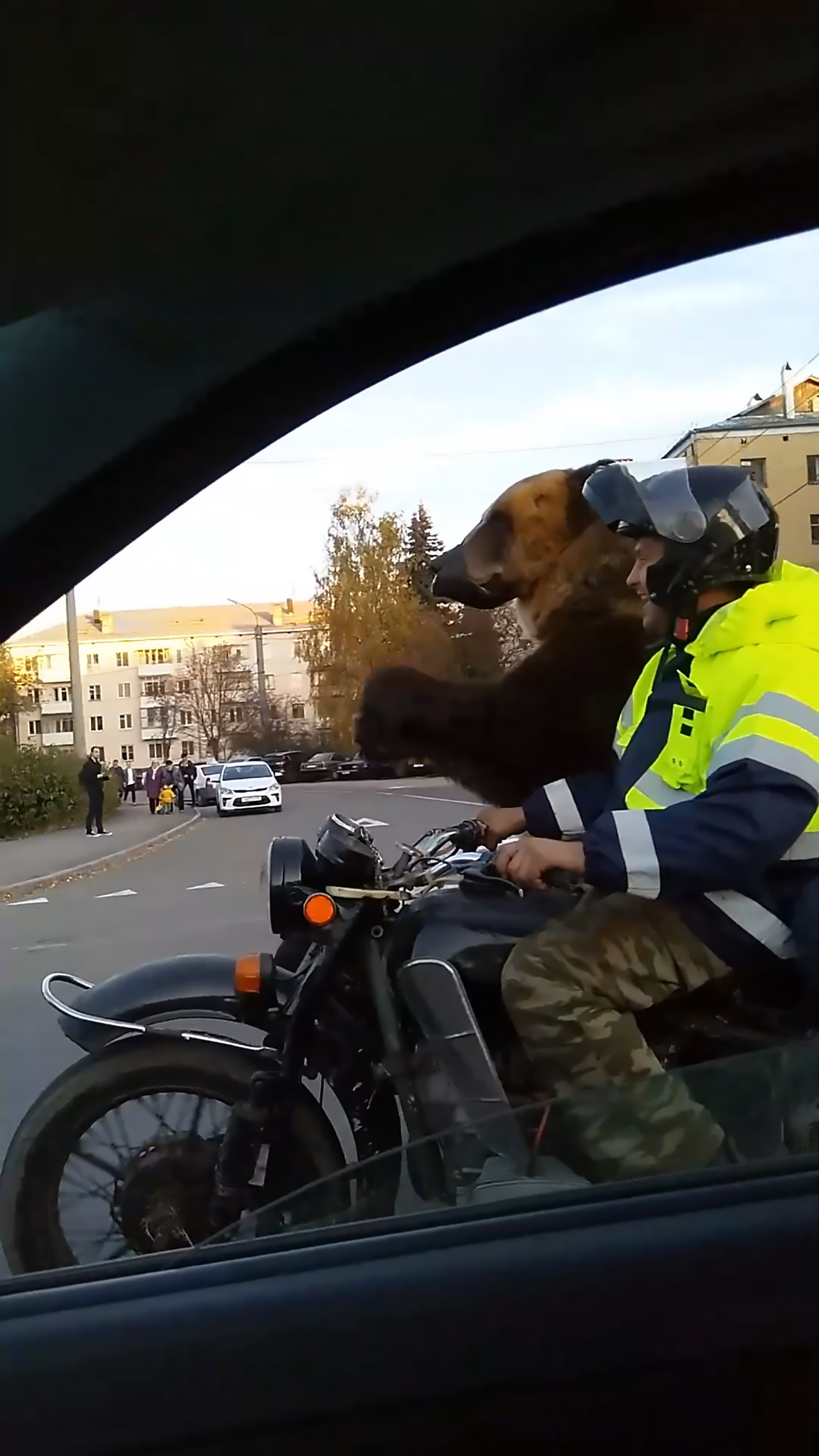 Read more about the article Bear Made To Sit In Motorbike Sidecar And Wave At Crowd
