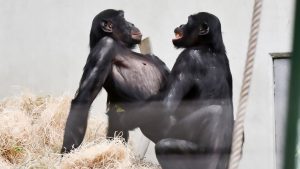Read more about the article Brit Chimp Bili Now Has Two Girlfriends To Cheer Him Up