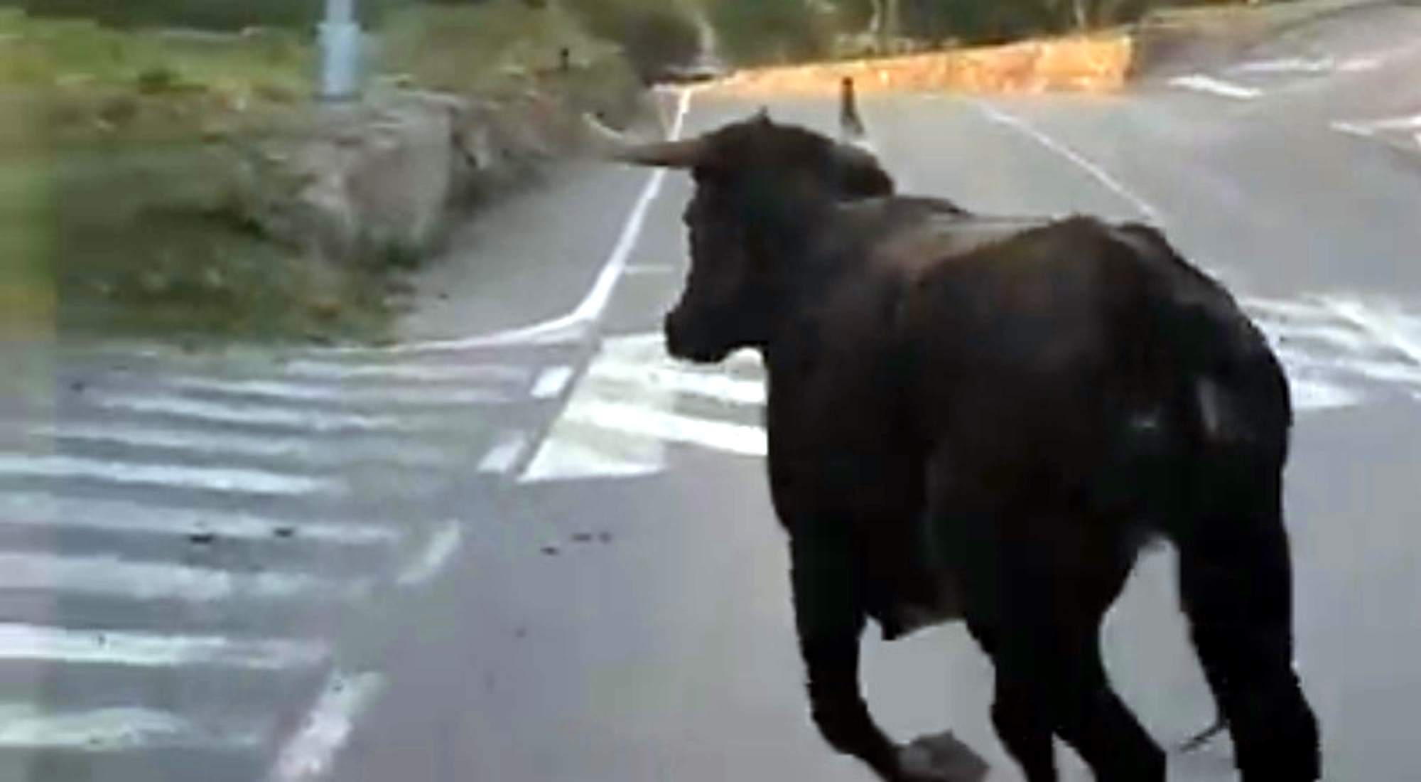 Read more about the article Runaway Cow Shakes Off 7 Darts During 24-Hr Rampage