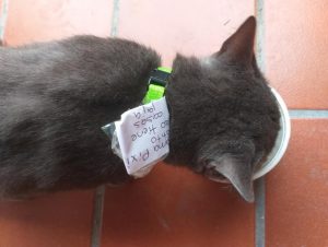 Read more about the article Owner Finds Cat Is Unfaithful With Note In Its Collar