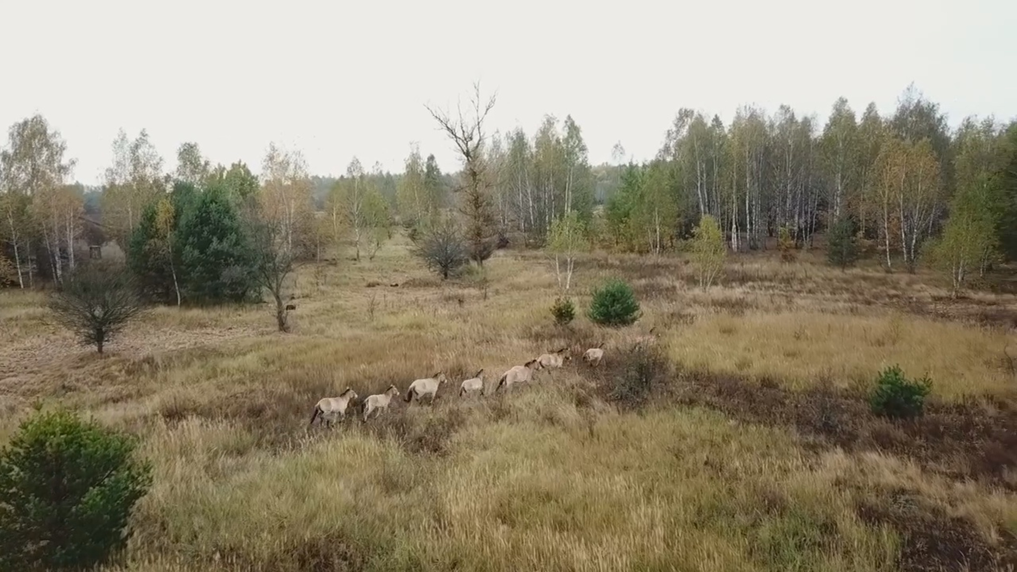 Read more about the article Rare Wild Horses Thrive In Chernobyl With No Humans