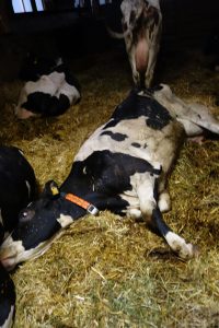 Read more about the article 3 Firms Investigated For Widespread Dairy Cow Abuse