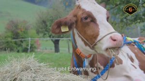 Read more about the article Elly The Stranded Cow Airlifted In Helicopter Rescue