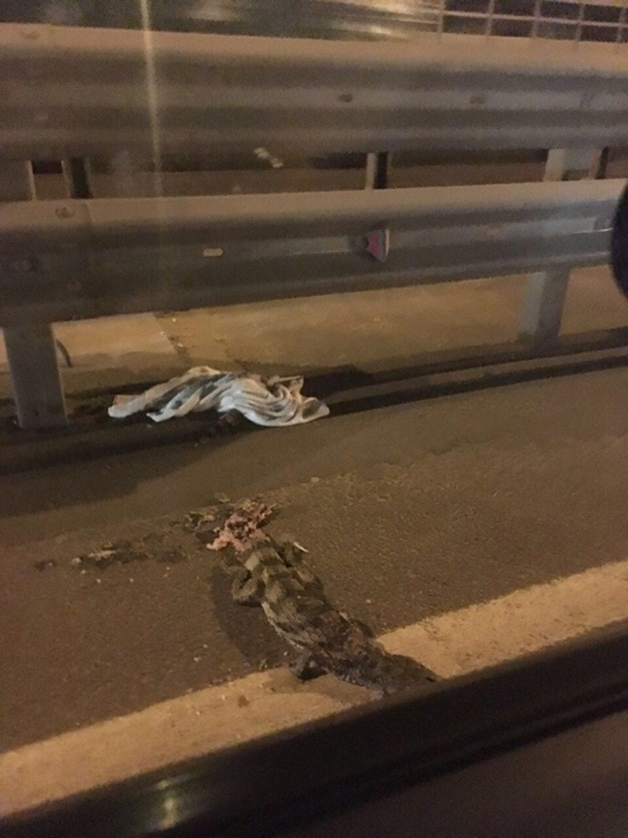 Read more about the article Mystery Crocodile Found Flattened On Moscow Motorway