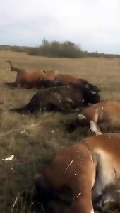 Read more about the article Dead Horses Seen In Field After Lorry Suffocation