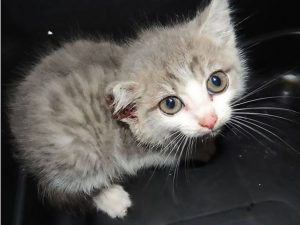 Read more about the article Tiny Kitten Found Abandoned With Ear Chopped Off