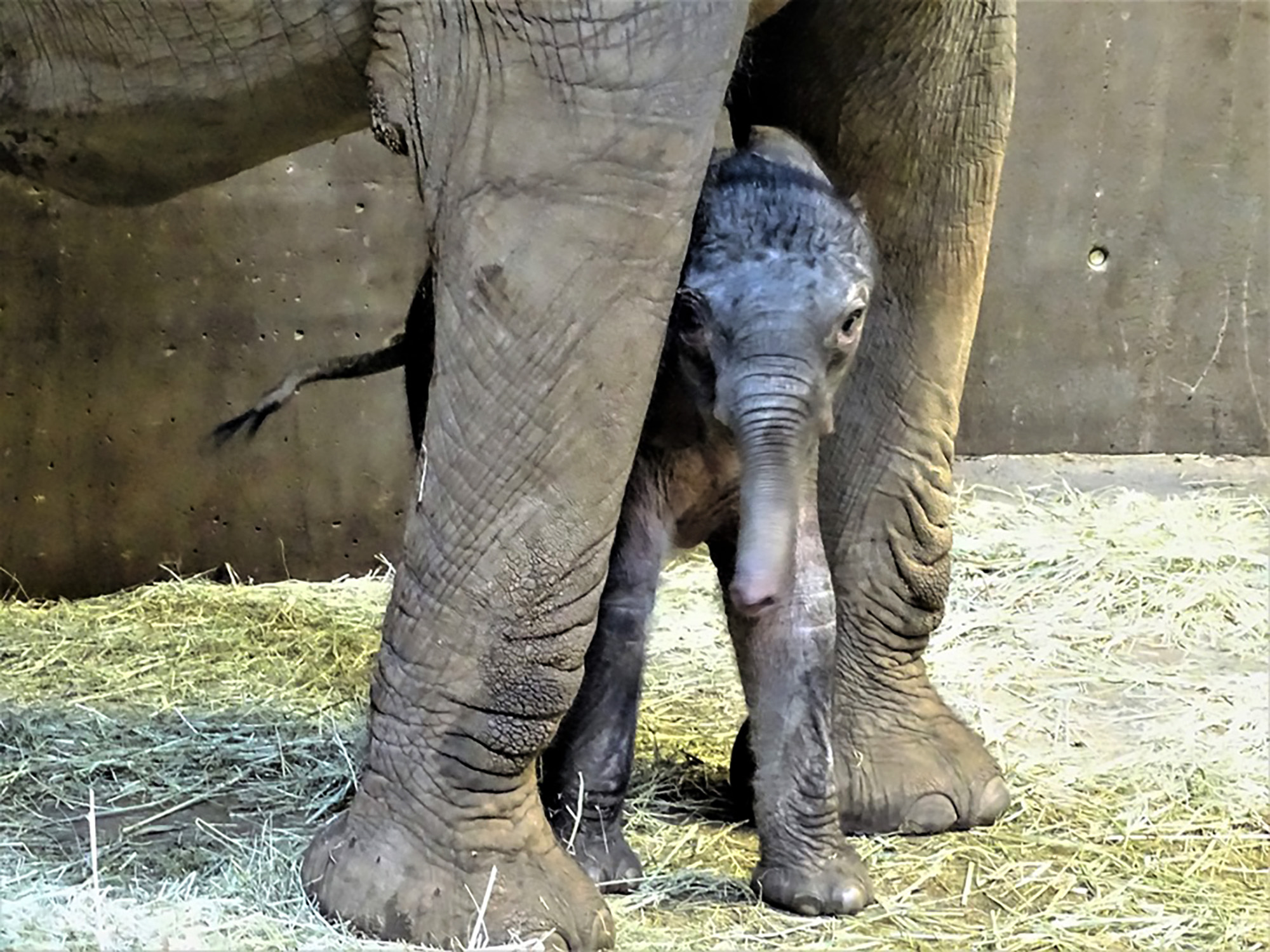 Read more about the article Cute Newborn Baby Nellie Elephant Drinks From Mum