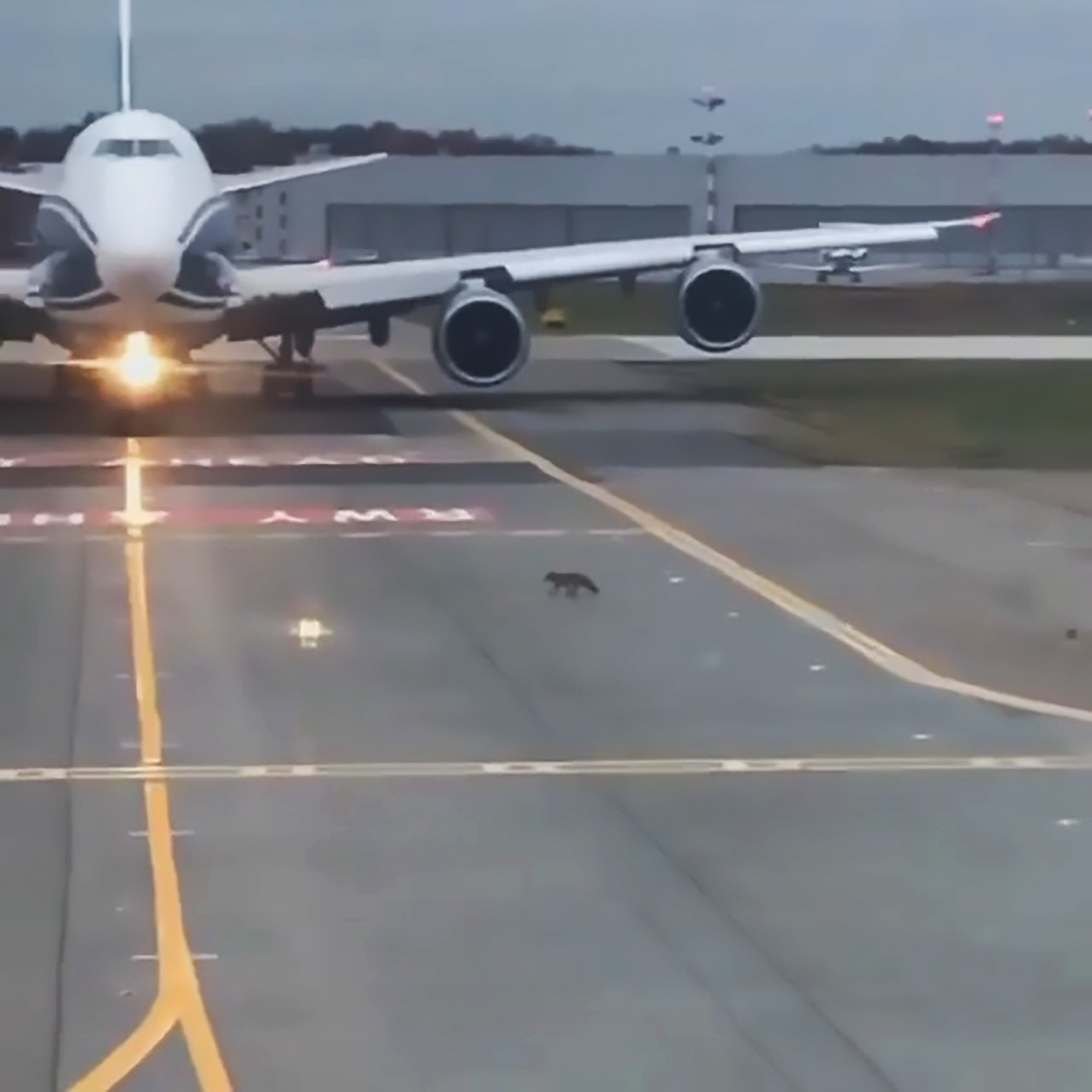 Read more about the article Brave Fox Crosses Runway In Front Of Jet For Take-Off