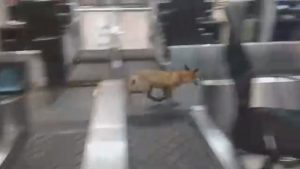 Read more about the article Terrified Fox Darts Around On Airport Luggage Belts