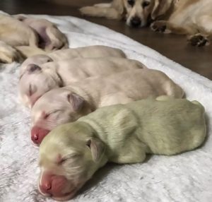 Read more about the article Shock As Retriever Pooch Gives Birth To Green Puppy
