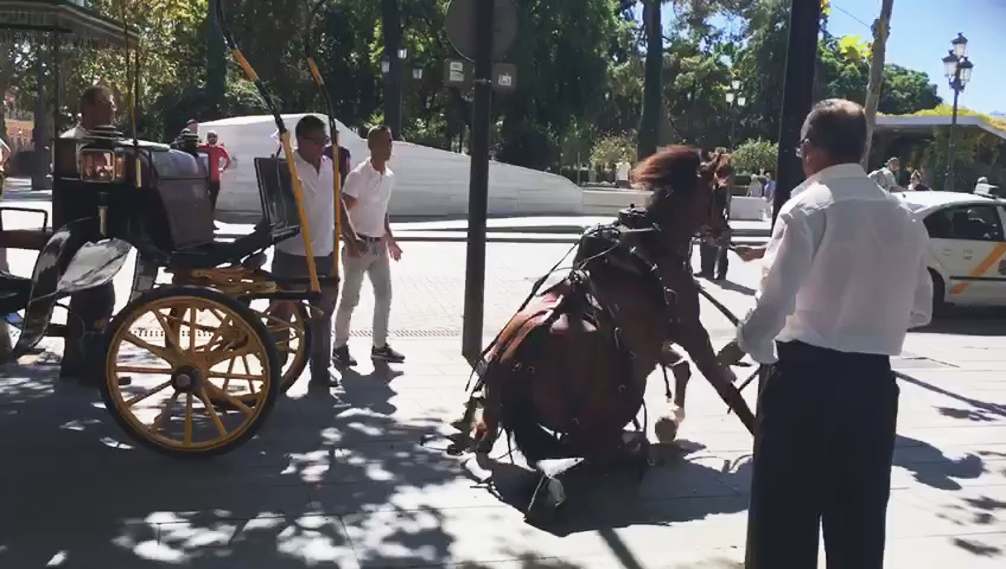Read more about the article Exhausted Tourist Horse Collapses In Seville