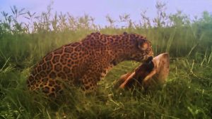 Read more about the article Jaguar Filmed Eating Large Nesting Turtle Near Coast