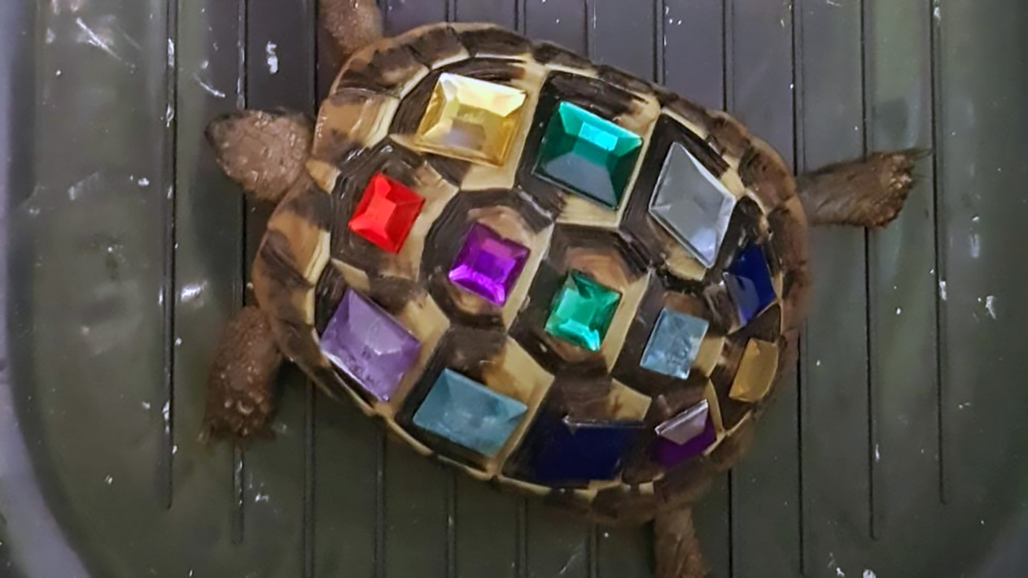 Read more about the article Cops Baffled Over Thief With Tortoise Covered In Jewels