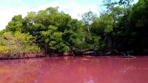 Read more about the article Amazing Pink Waters Snapped In Mexican Lake