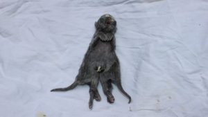 Read more about the article Mutant Kitten Born With 7 Legs, 2 Tails After Incest
