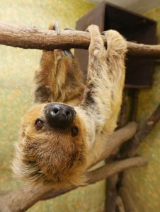 Read more about the article Worlds Oldest Sloth Sets Guinness World Record