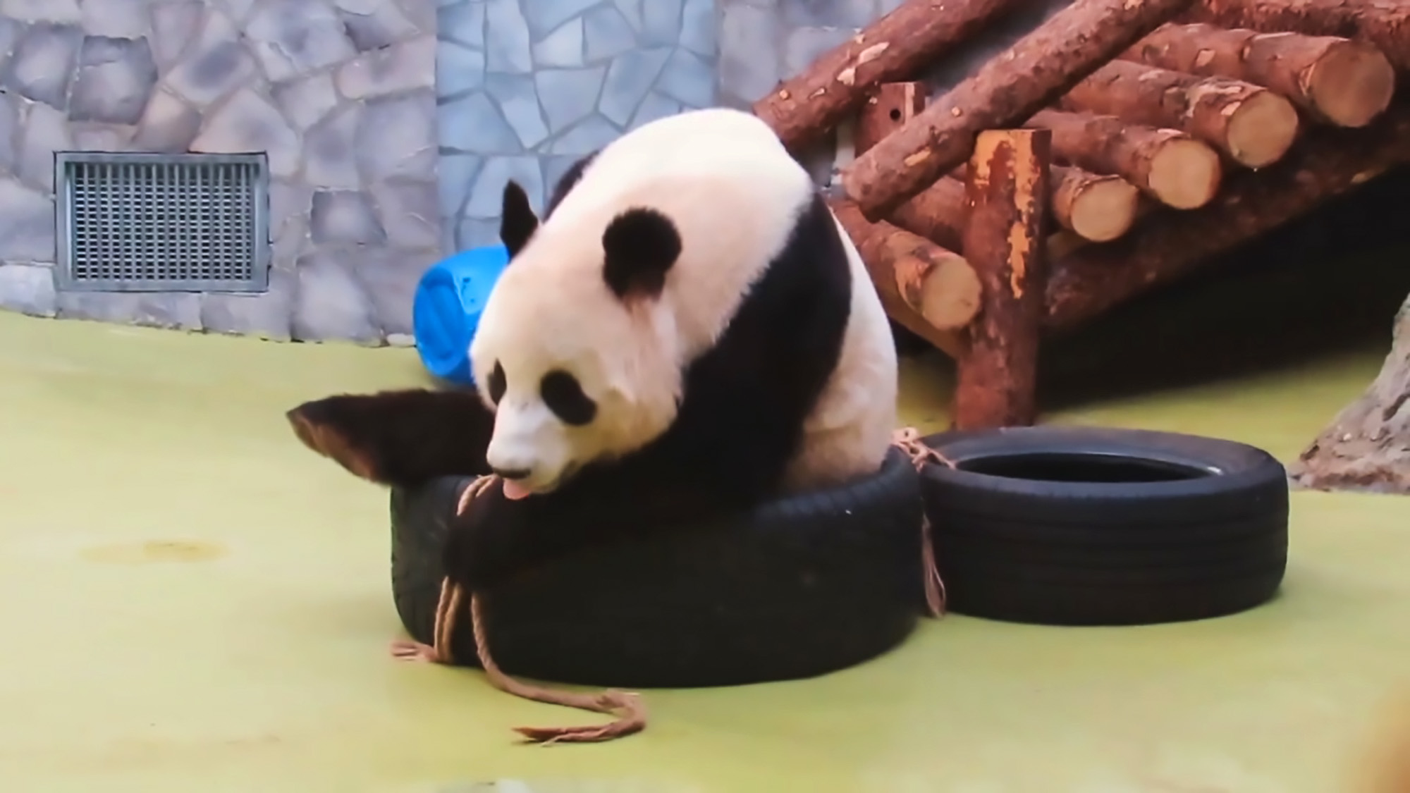 Read more about the article Moment Adorable Panda Bear Frolics In Car Tyres